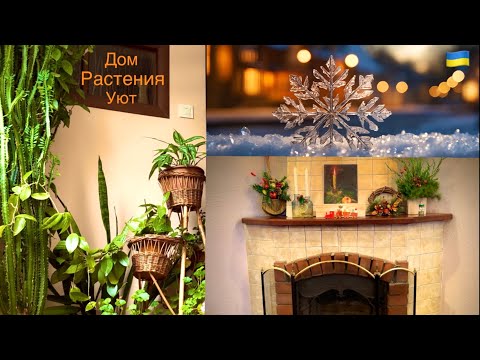 Видео: Предновогоднее настроение.🎄 Обзор растений в доме.