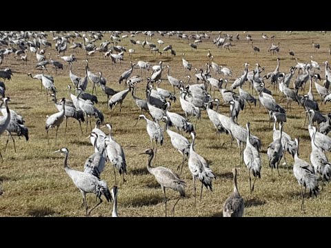 Видео: ТОЛЬКО В ИЗРАИЛЕ!!! Как кормят журавлей на озере Хула. Заповедник Хула - что там?