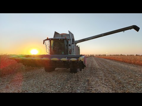 Видео: Снова про кукурузу 🌽🌽🌽