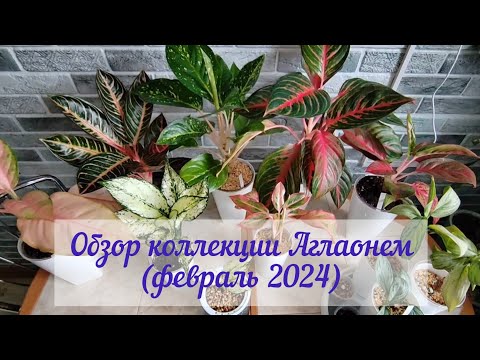 Видео: Февральский обзор моей коллекции Аглаонем