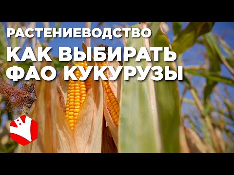 Видео: Как выбирать ФАО кукурузы? | Выращивание кукурузы | Растениеводство