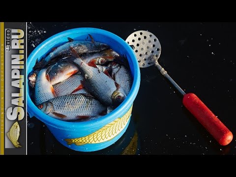 Видео: Экшн рыбалка, необычно ранний первый октябрьский лед. Окунь, плотва. [salapinru]