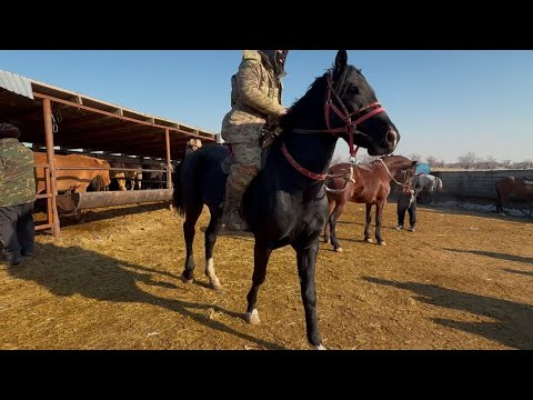 Видео: ЖЫЛКЫЛАР 2.