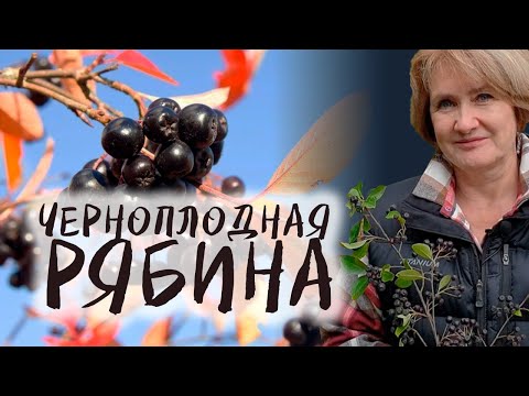 Видео: Почему черноплодная рябина достойна восторга и уважения?