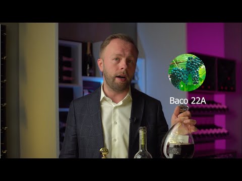 Видео: Бокал полон X.O. | Пробую 50-летний Арманьяк | Как пить крепкие напитки?