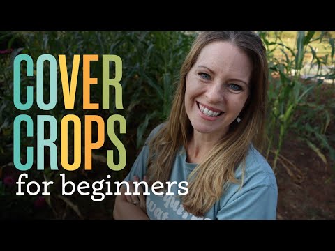 Видео: Покровные культуры для начинающих. Простой способ улучшить качество почвы.