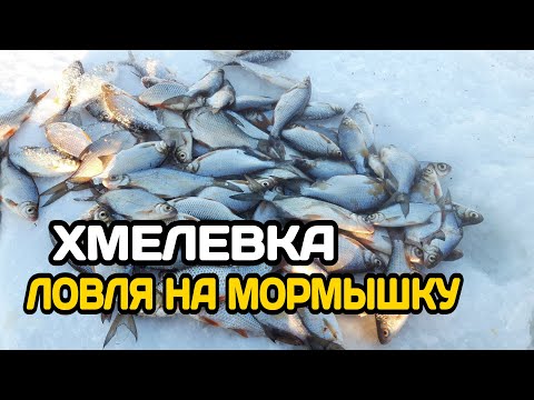 Видео: Ловля густеры на реке. Стаи густеры на 4 метрах. Ври ЭТО атас!