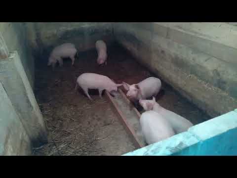 Видео: Почему поросята плохо растут/И что с этим делать???