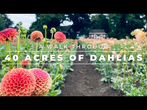 Видео: Прогулка по 40 акрам георгинов в Swan Island Dahlias 🥰🤯