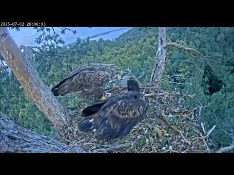 Видео: 2.07.2025 Камычи. Ужин сегодня особенный! Мама кормит Сардая.