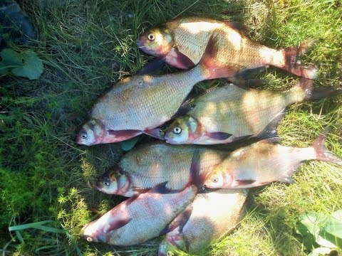 Видео: Попал на бешеный клев леща на Десне, клев как из пулемета.