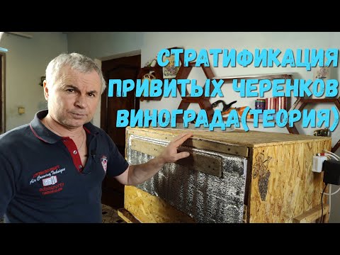 Видео: Стратификация привитых черенков винограда(теория)