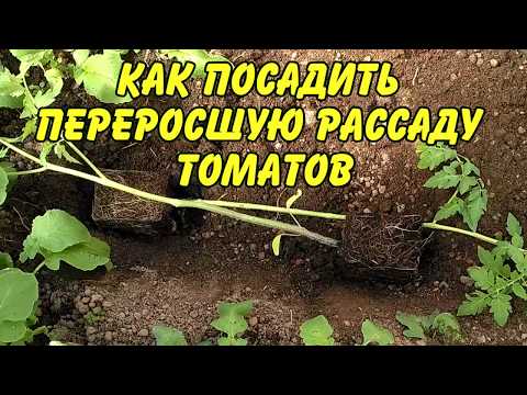 Видео: Как посадить переросшую рассаду томатов