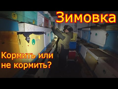 Видео: ЗИМОВКА ПЧЁЛ в СИБИРИ!!! ДАВАТЬ ли ДОТАЦИИ! МИНИ + в СИБИРИ