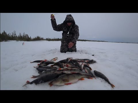 Видео: ВОТ ЭТО ПОРОСЯТА ЗДЕСЬ ЛОВЯТСЯ В ЛУНКУ НЕ ЛЕЗУТ!!! ПОПАЛ НА ВЕСЕННИЙ ЖОР ОКУНЕЙ!!! РЫБАЛКА 2024г
