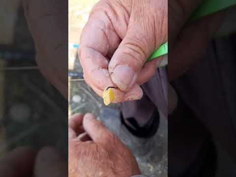 Видео: БАЛИК ОВЛАШ СИРИ ОЧИЛДИ ТАЖРИБАЛИЙ БАЛИКЧИ БАЛИК ОВЛАШ СИРЛАРИНИ ОЧИБ ТАШЛАДИ