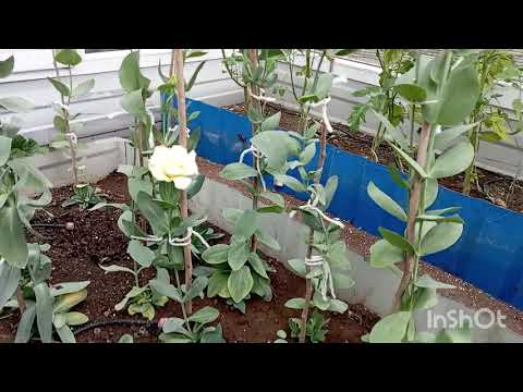 Видео: Мои Эустомы, от цветения до сбора семян, успешный опыт#эустома#цветы#выращиваниеэустомы