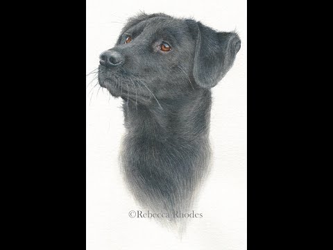 Видео: Как нарисовать чёрного лабрадора акварелью, предварительный просмотр курса