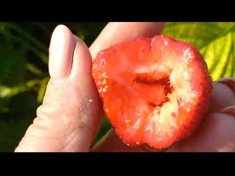 Видео: дегустація сорту лорд  і плюс ще один сорт полуниці "каденца".