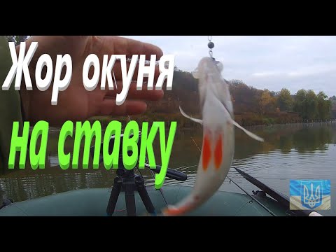 Видео: Шмаляю окуня один за одним #РибачуЯкУмію