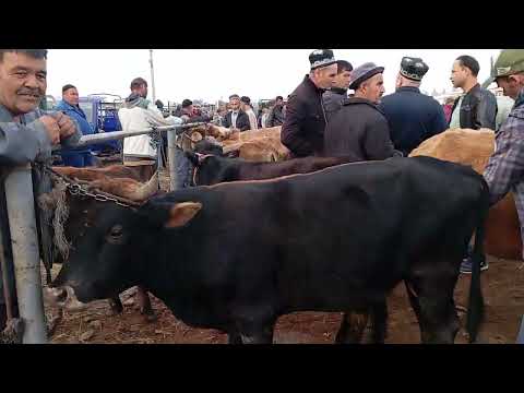 Видео: 👍👍👍мол бозори калхозобод панчшанбе бозор 24-октябр навори тоза.👍👍👍