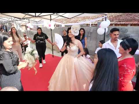 Видео: кучека на димирата