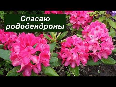 Видео: Пересадка рододендронов