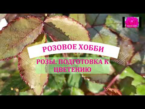 Видео: РОЗЫ. ГОТОВИМ ПЕРВОЕ ЦВЕТЕНИЕ. НАЧИНАЮЩИМ