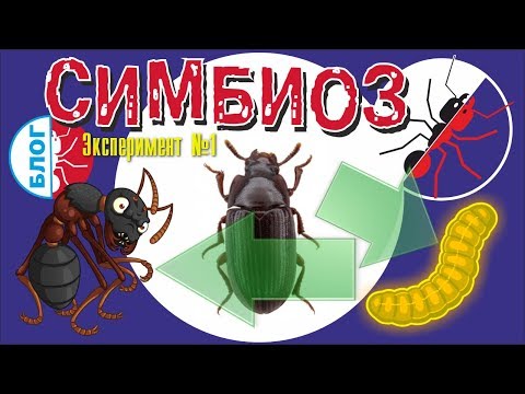 Видео: Муравьиная ферма. Построение СИМБИОЗА. Эксперимент № 1