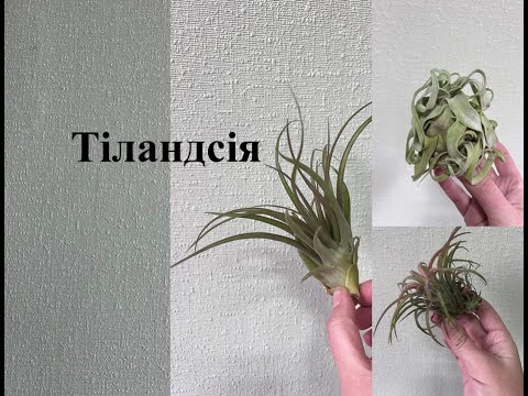 Видео: Тіландсія - рослини, що ростуть без грунту