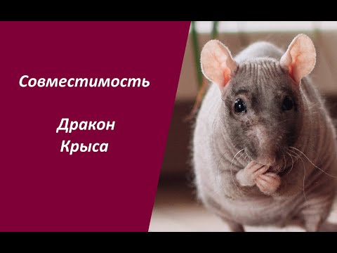 Видео: Совместимость Дракон Крыса между женщиной и мужчиной: характеры, гороскоп, знаменитые люди, семья