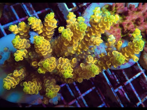 Видео: «Рифовый Аквариум» Течение. Часть 7