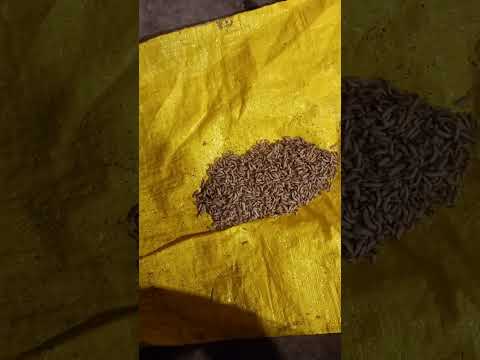 Видео: узв , стерлядь ест опарыша.