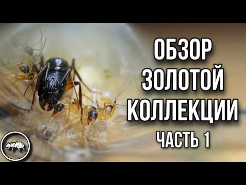 Видео: ОБЗОР ЗОЛОТОЙ КОЛЛЕКЦИИ // ЧАСТЬ 1 // AntKeeper