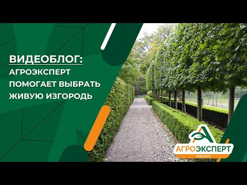 Видео: Агроэксперт помогает выбрать живую изгородь