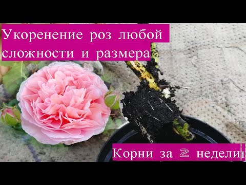 Видео: Самый простой способ укоренения роз. 100% приживаемость