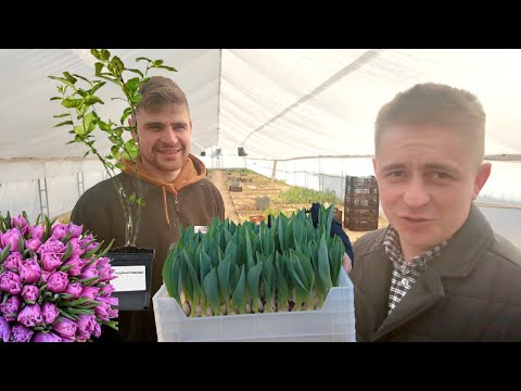 Видео: Гидропоника или земля ? Молодой парень из Ивацевич  посадили 120 тыс тюльпанов. Голубика 6 лет.