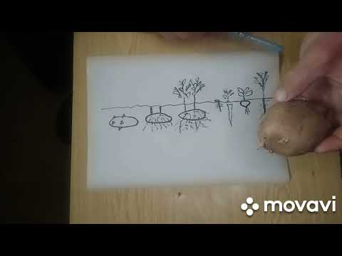 Видео: MovaviClips Video 1 ЧЕМ ТВЕРЖЕ ЗЕМЛЯ,ТЕМ ОНА ЛУЧШЕ ДЛЯ ПОСАДКИ КАРТОФЕЛЯ?!