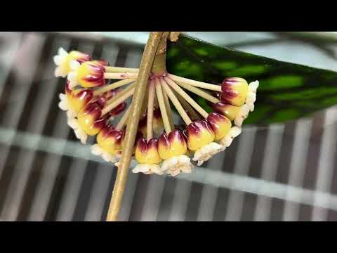 Видео: Зацветают новые хойи . Пересадка хойи без корней , черенкование хой. Монофосфат калия в подкормке.