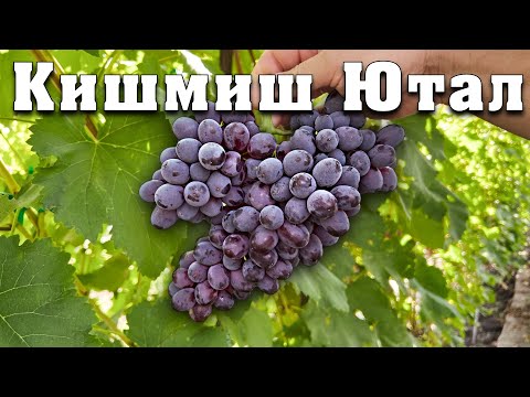 Видео: Кишмиш Ютал - ідеальна морозостійка форма винограду