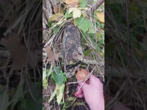 Видео: Опята 2025@А мы такие!