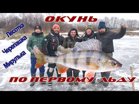 Видео: Черепашка Лесотка Мирулька Клев Окуня Зимняя рыбалка со льда Первый лед Десна Не только ProKayak
