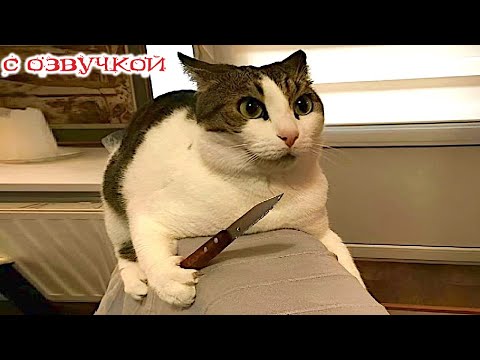 Видео: Приколы с котами! С ОЗВУЧКОЙ! Самые смешные коты! Смешные видео про животных!