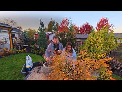 Видео: Начинаем собирать коллекцию японских клёнов! Высаживаем редкие красавцы для нашего будущего сада 🪴🌿💚