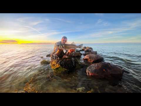 Видео: Ловля окуня на приманку на мелководье