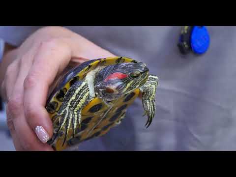 Видео: Хирургическое удаление отита у черепахи