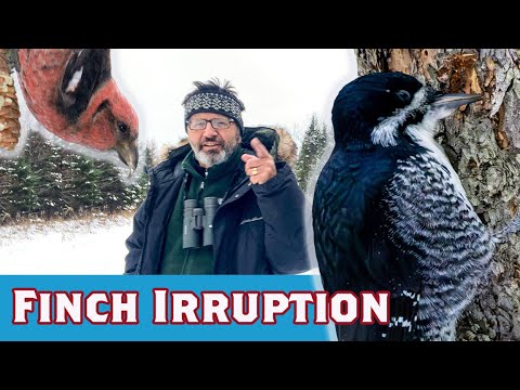 Видео: Безумие клестов; охота за чёрными клёстами. SAX-ZIM BOG 2 декабря