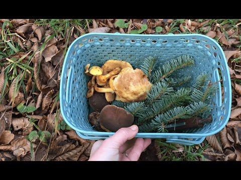 Видео: За грибами в ноябре: моховик и масленок лиственничный. Грибной пирог.
