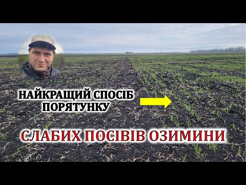 Видео: Найкращий спосіб порятунку слабих посівів озимини