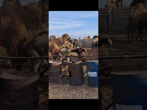 Видео: 28 декабря 2023 г.